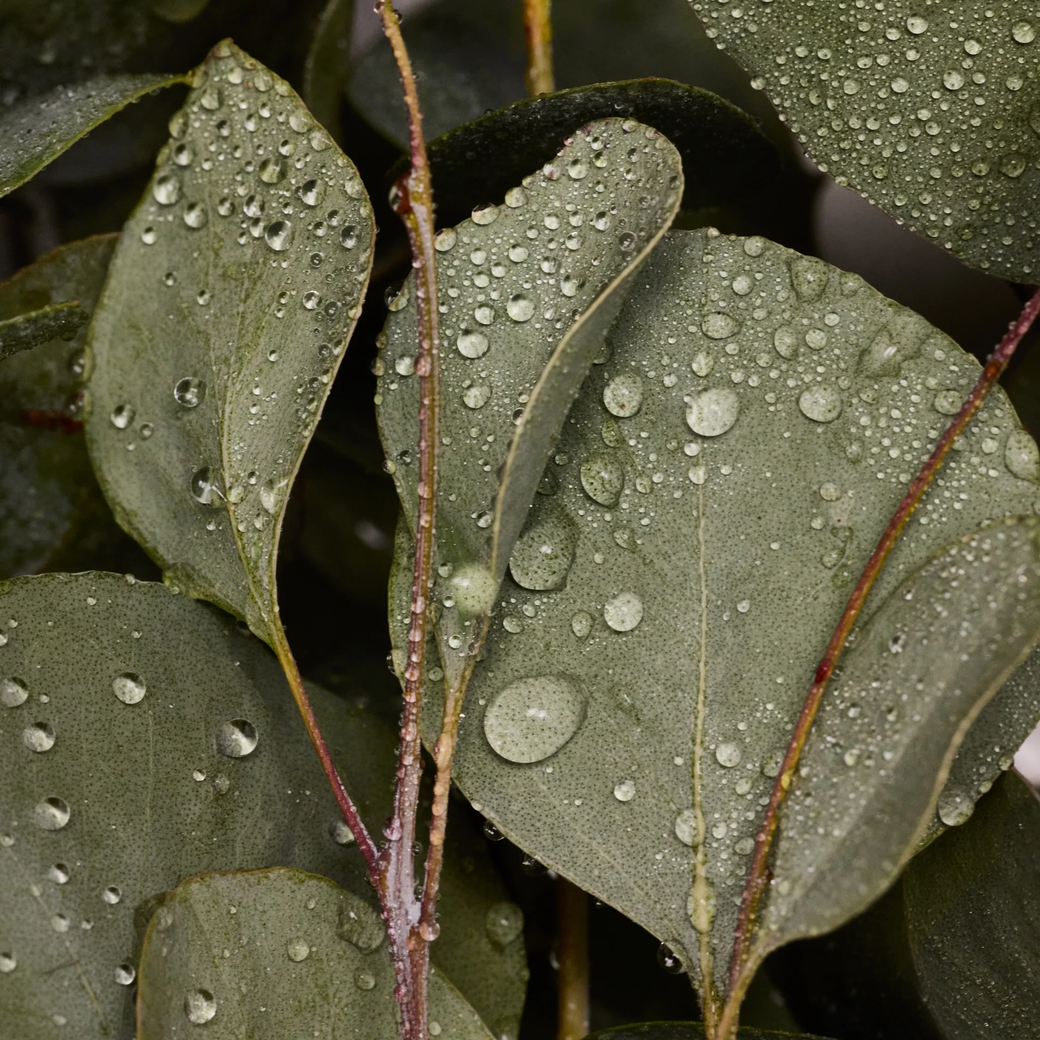 Eucalyptus - Pure-Castile Magic Bar Soap - Image 6