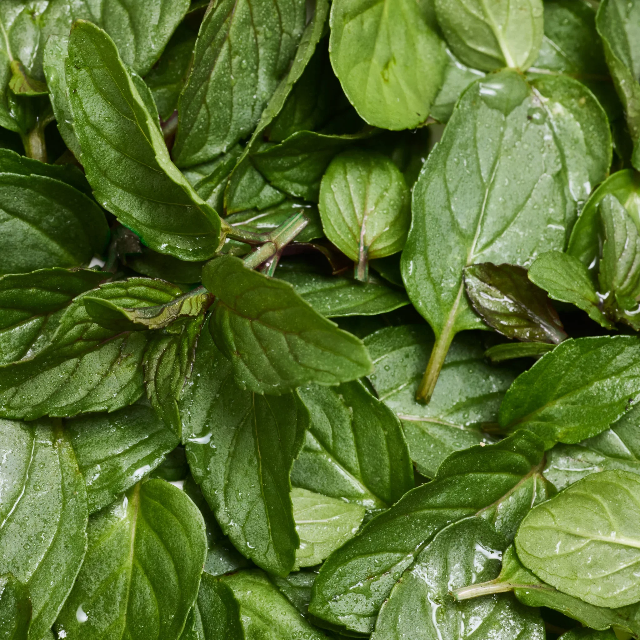 Peppermint - Pure-Castile Magic Bar Soap - Image 6