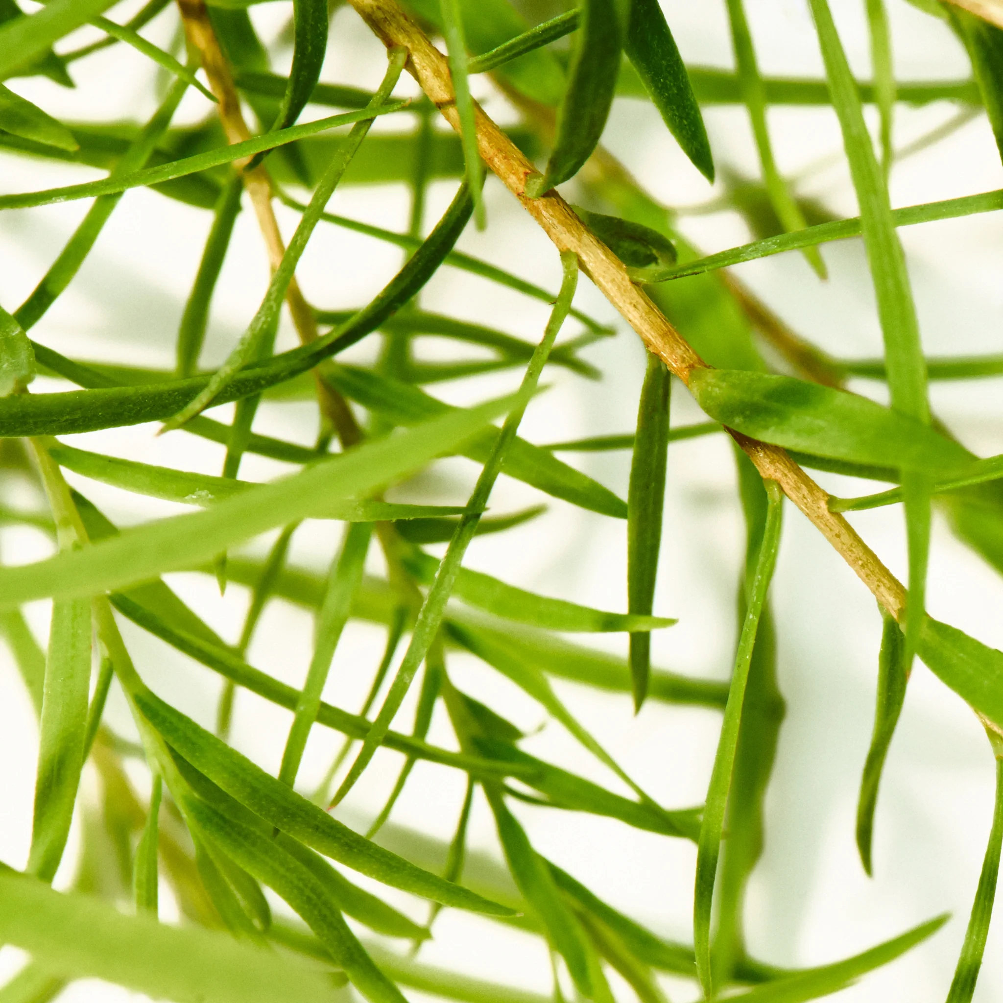 Tea Tree - Pure-Castile Magic Bar Soap - Image 6